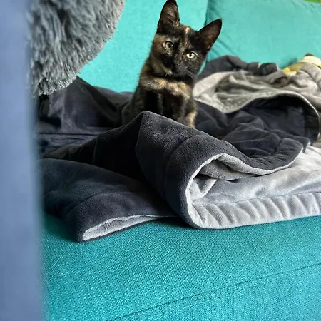 Panzió Nomad Ready Ferrel